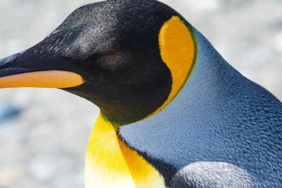 HDS28-26, Day 7, _DSC9555 Hana (18).jpg © Hana Spickova - Oceanwide Expeditions.jpg