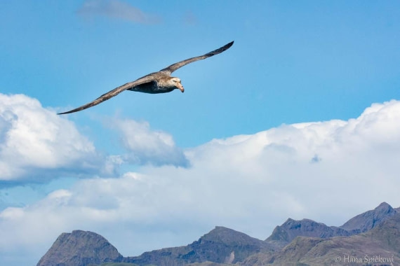 HDS28-26, Day 8, _DSC9627 Hana (2).jpg © Hana Spickova - Oceanwide Expeditions.jpg