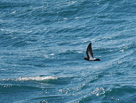 HDS28-26, Day 8, 2026-02-04 Black-bellied Storm-Petrel  © Unknown photographer - Oceanw.JPG