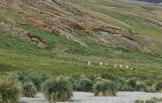 HDS28-26, Day 8, IMG_8660.jpg © Unknown photographer - Oceanwide Expeditions.jpg