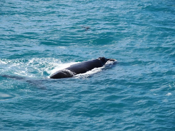 HDS28-26, Day 8, P2040363.JPG © Unknown photographer - Oceanwide Expeditions.JPG