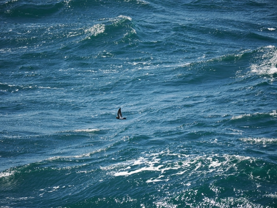 HDS28-26, Day 8, P2040387.JPG © Unknown photographer - Oceanwide Expeditions.JPG