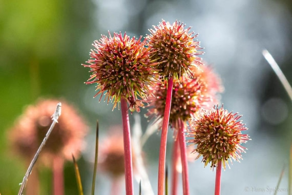 HDS28-26, Day 9, _DSC9687 Hana (2).jpg © Hana Spickova - Oceanwide Expeditions.jpg