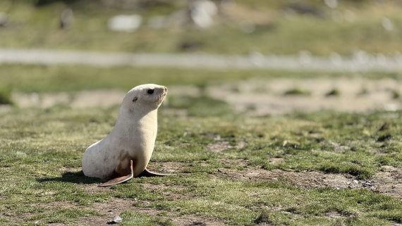 HDS28-26, Day 9, IMG_4971_Jade_(3).jpg © Jade Heister - Oceanwide Expeditions.jpg