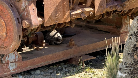 HDS28-26, Day 9, IMG_4971_Jade_(16).jpg © Jade Heister - Oceanwide Expeditions.jpg
