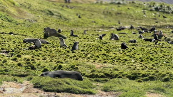HDS28-26, Day 9, IMG_4971_Jade_(29).jpg © Jade Heister - Oceanwide Expeditions.jpg