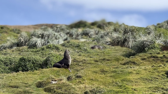 HDS28-26, Day 9, IMG_4971_Jade_(30).jpg © Jade Heister - Oceanwide Expeditions.jpg