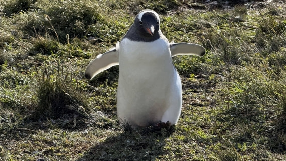 HDS28-26, Day 9, IMG_4971_Jade_(61).jpg © Jade Heister - Oceanwide Expeditions.jpg