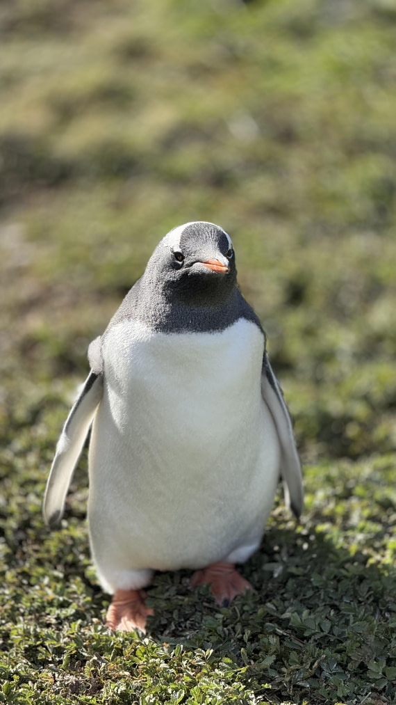 HDS28-26, Day 9, IMG_4971_Jade_(63).jpg © Jade Heister - Oceanwide Expeditions.jpg