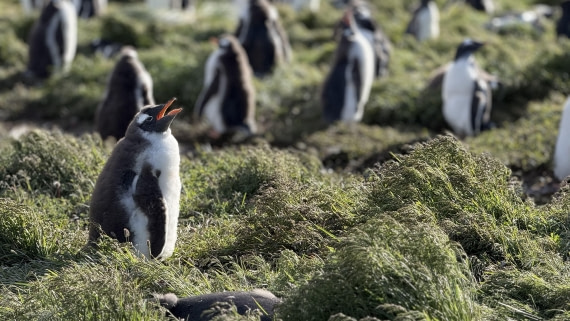 HDS28-26, Day 9, IMG_4971_Jade_(65).jpg © Jade Heister - Oceanwide Expeditions.jpg