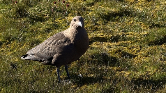 HDS28-26, Day 9, IMG_4971_Jade_(70).jpg © Jade Heister - Oceanwide Expeditions.jpg
