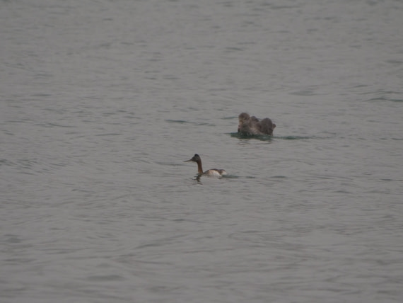 HDS28-26, Day 10, JadePLUX7262 (1).JPG © Jade Heister - Oceanwide Expeditions.JPG