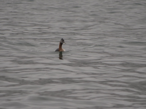 HDS28-26, Day 10, JadePLUX7262 (2).JPG © Jade Heister - Oceanwide Expeditions.JPG