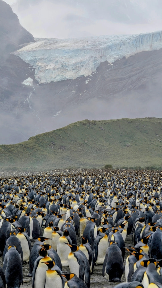 HDS28-26, Day 10, PXL_20260206_111814441~2.jpg © Unknown photographer - Oceanwide Expeditions.jpg