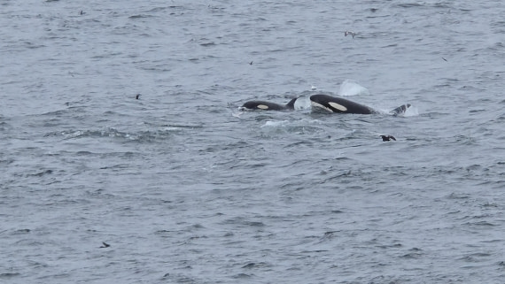 HDS28-26, Day 12, 20260208_163709-Jodi.jpg © Jodi Gaylord - Oceanwide Expeditions.jpg