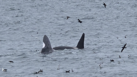 HDS28-26, Day 12, 20260208_163739-Jodi.jpg © Jodi Gaylord - Oceanwide Expeditions.jpg