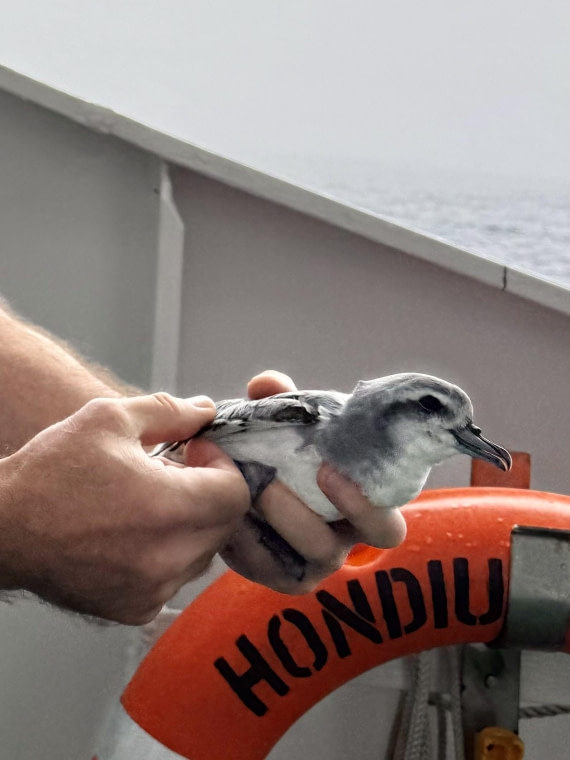 HDS28-26, Day 13, IMG_2432_Hana_(1).jpg © Hana Spickova - Oceanwide Expeditions.jpg