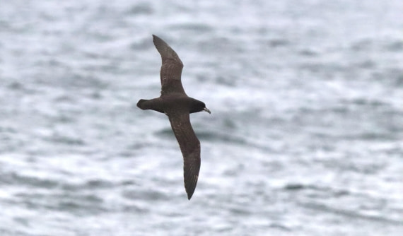 HDS28-26, Day 13, IMG_2618.JPG © Unknown photographer - Oceanwide Expeditions.JPG