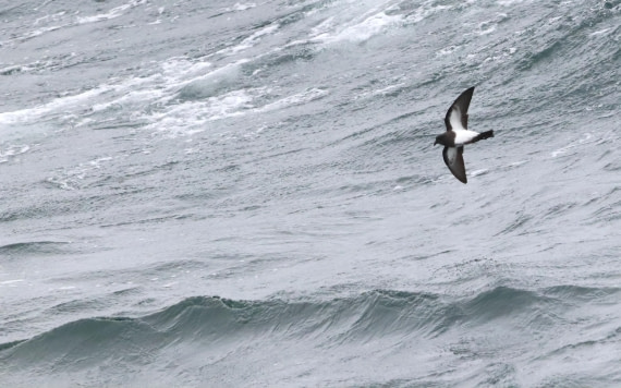 HDS28-26, Day 13, IMG_3540.JPG © Unknown photographer - Oceanwide Expeditions.JPG