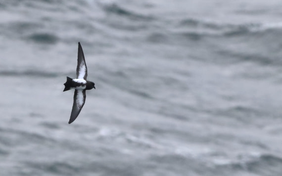 HDS28-26, Day 13, IMG_3662.JPG © Unknown photographer - Oceanwide Expeditions.JPG