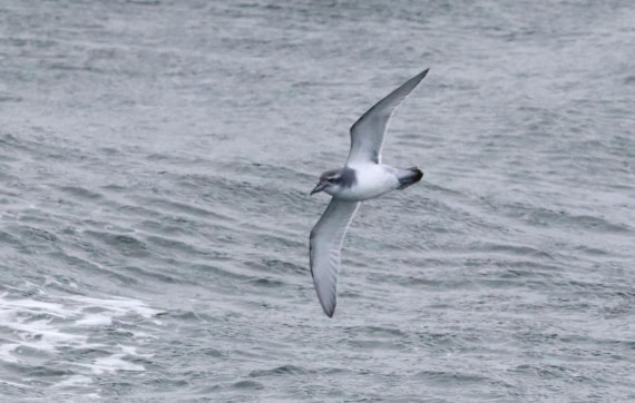 HDS28-26, Day 13, IMG_3675.JPG © Unknown photographer - Oceanwide Expeditions.JPG