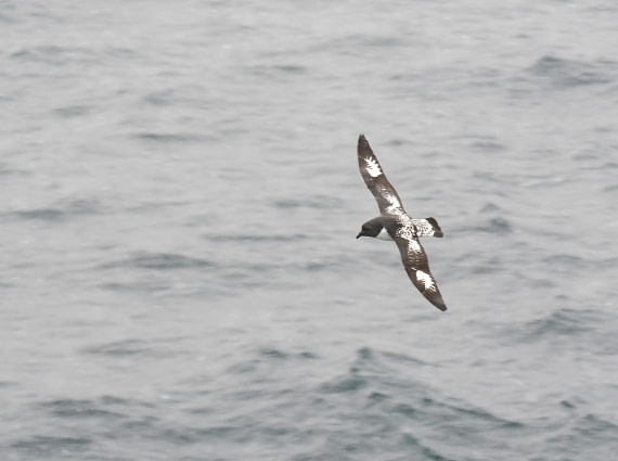 HDS28-26, Day 14, 2026-02-10 Cape Petrel1, Trinity Island  © Unknown photographer - Oce.JPG