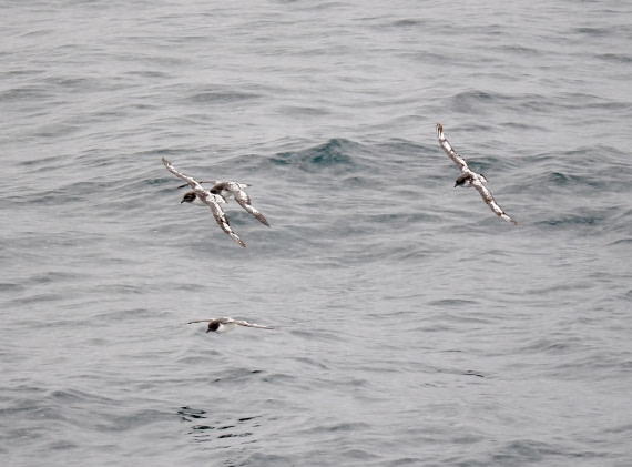 HDS28-26, Day 14, 2026-02-10 Cape Petrel2, Trinity Island  © Unknown photographer - Oce.JPG