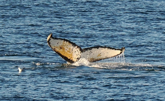 HDS28-26, Day 14, Humpback Fluke2 Punta Sucia © Unknown photographer - Oceanwide Expedi.JPG