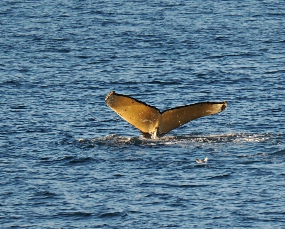 HDS28-26, Day 14, Humpback Fluke3 Punta Sucia © Unknown photographer - Oceanwide Expedi.JPG