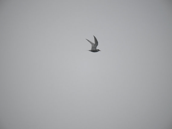 HDS28-26, Day 14, P2100697.JPG © Unknown photographer - Oceanwide Expeditions.JPG