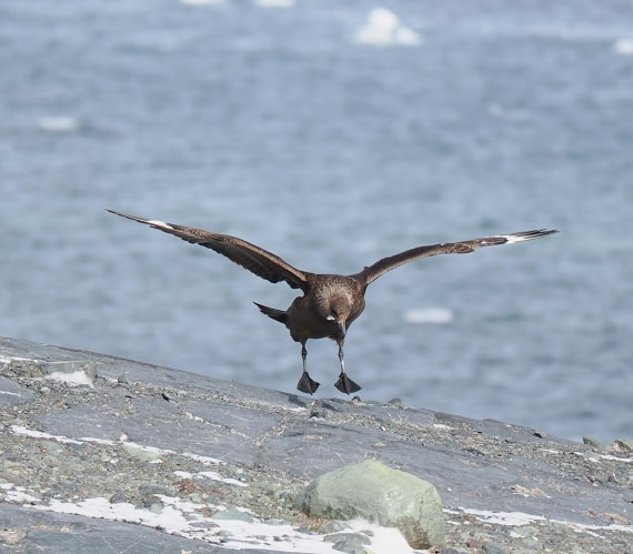 HDS28-26, Day 14, P2100742.JPG © Unknown photographer - Oceanwide Expeditions.JPG