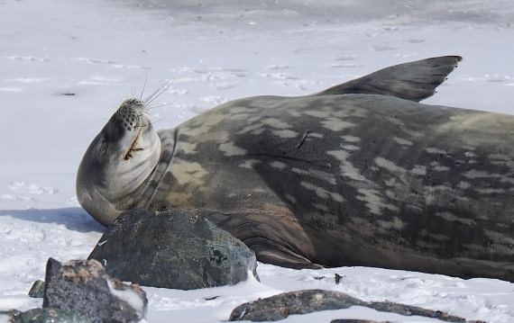 HDS28-26, Day 14, P2100746.JPG © Unknown photographer - Oceanwide Expeditions.JPG