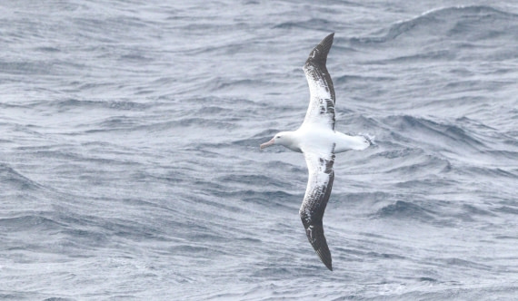 HDS28-26, Day 19, IMG_0814.JPG © Unknown photographer - Oceanwide Expeditions.JPG
