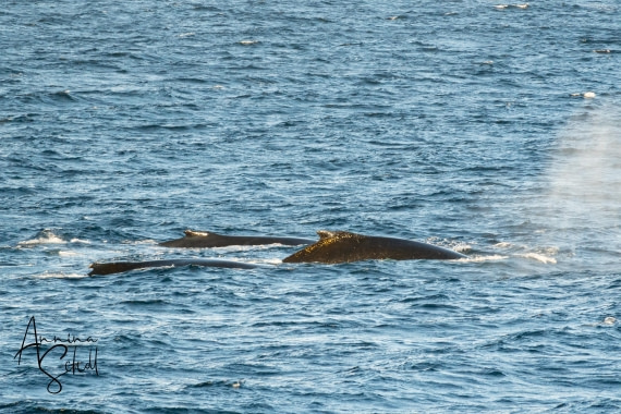 PLA28-26, Day 7, DSC07547 © Annina Scholl - Oceanwide Expeditions.jpg