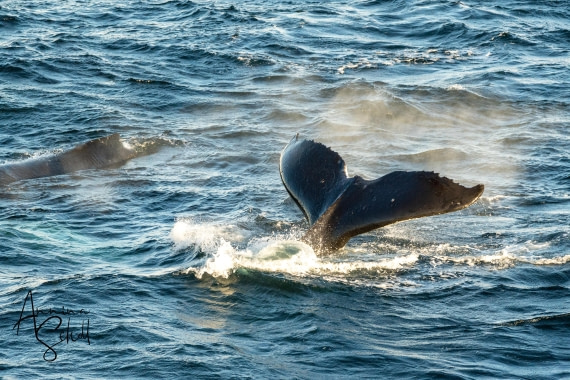 PLA28-26, Day 7, DSC07562 © Annina Scholl - Oceanwide Expeditions.jpg