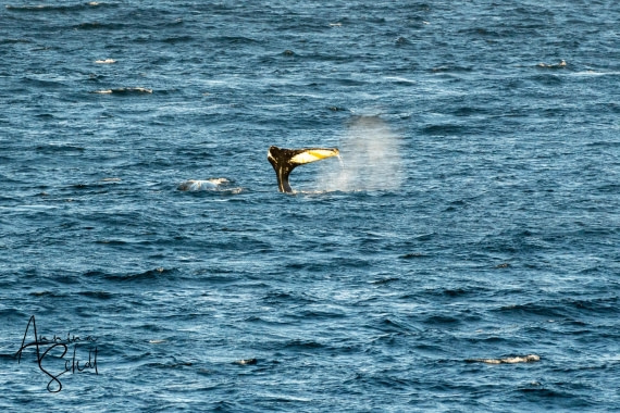 PLA28-26, Day 7, DSC07580 © Annina Scholl - Oceanwide Expeditions.jpg