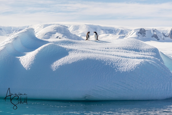 PLA28-26, Day 7, DSC07606 © Annina Scholl - Oceanwide Expeditions.jpg