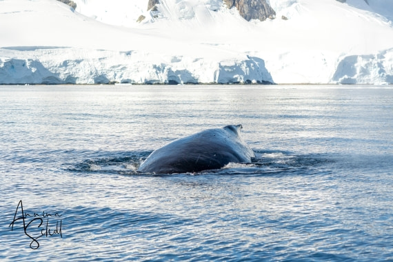 PLA28-26, Day 7, DSC07629 © Annina Scholl - Oceanwide Expeditions.jpg