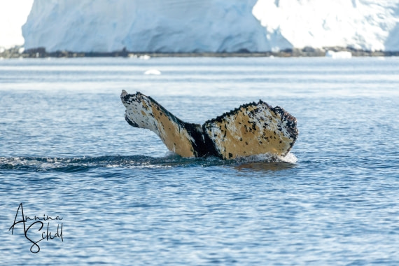 PLA28-26, Day 7, DSC07641 © Annina Scholl - Oceanwide Expeditions.jpg