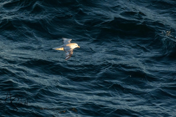 PLA28-26, Day 7, DSC07660 © Annina Scholl - Oceanwide Expeditions.jpg