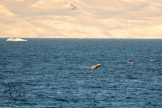 PLA28-26, Day 7, DSC07697 © Annina Scholl - Oceanwide Expeditions.jpg