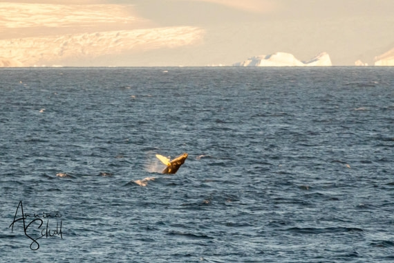 PLA28-26, Day 7, DSC07710 © Annina Scholl - Oceanwide Expeditions.jpg