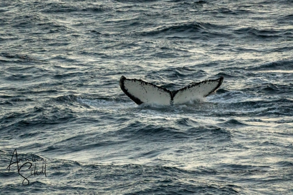 PLA28-26, Day 7, DSC07757 © Annina Scholl - Oceanwide Expeditions.jpg