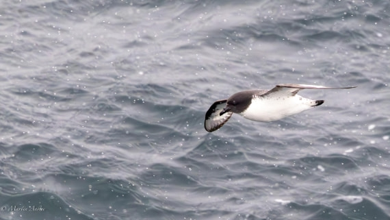 PLA28-26, Day 4, 0Q9A7618 © Martin Anstee - Oceanwide Expeditions.jpg