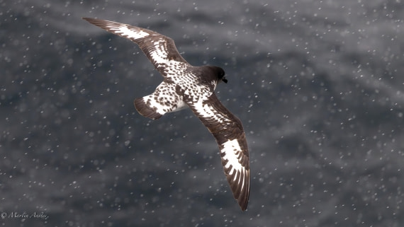 PLA28-26, Day 4, 0Q9A7632 © Martin Anstee - Oceanwide Expeditions.jpg