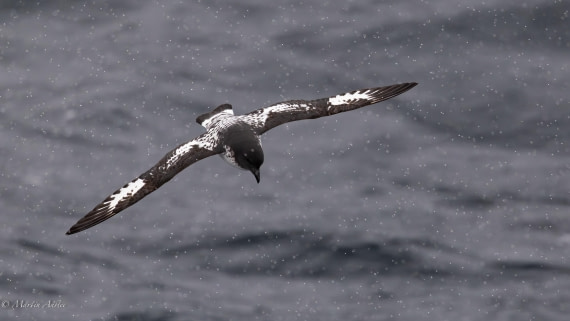 PLA28-26, Day 4, 0Q9A7663 © Martin Anstee - Oceanwide Expeditions.jpg