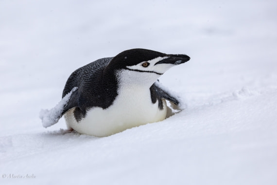 PLA28-26, Day 4, 0Q9A7715 © Martin Anstee - Oceanwide Expeditions.jpg