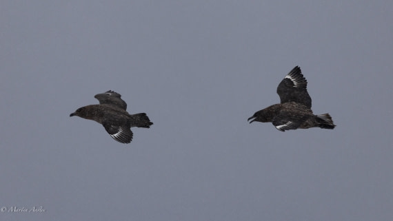 PLA28-26, Day 4, 0Q9A7730 © Martin Anstee - Oceanwide Expeditions.jpg