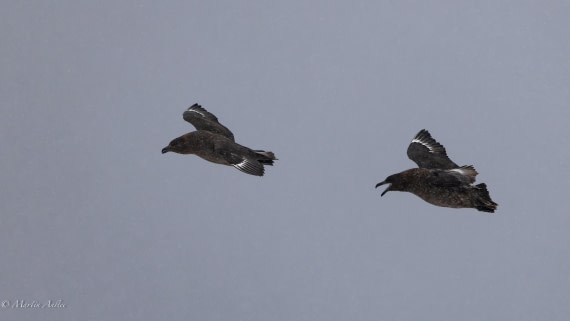 PLA28-26, Day 4, 0Q9A7731 © Martin Anstee - Oceanwide Expeditions.jpg