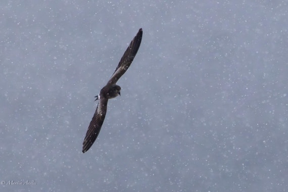 PLA28-26, Day 4, 0Q9A7757 © Martin Anstee - Oceanwide Expeditions.jpg